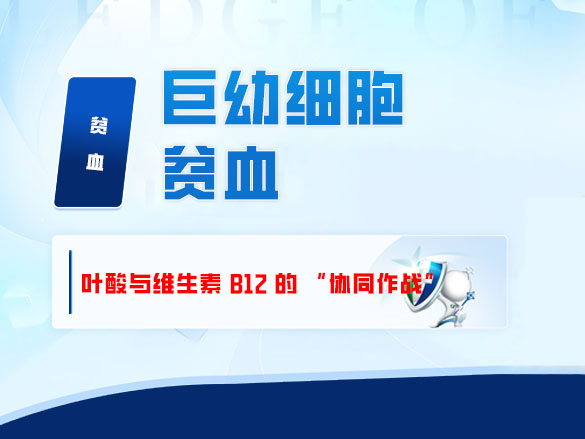 巨幼细胞贫血：叶酸与维生素 B12 的 “协同作战”